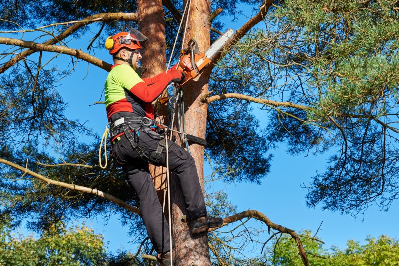 Local Tree Branch Removal pros at work