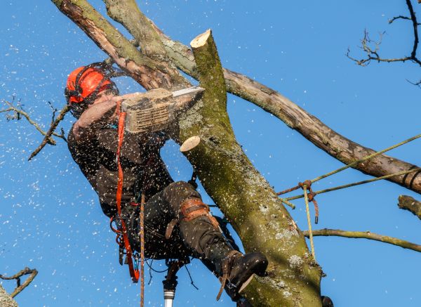 Grow your Tree Branch Removal business