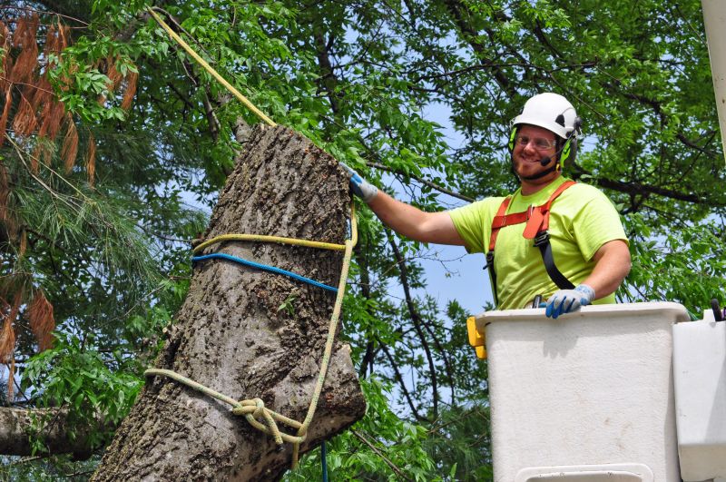 Tree Branch Removal