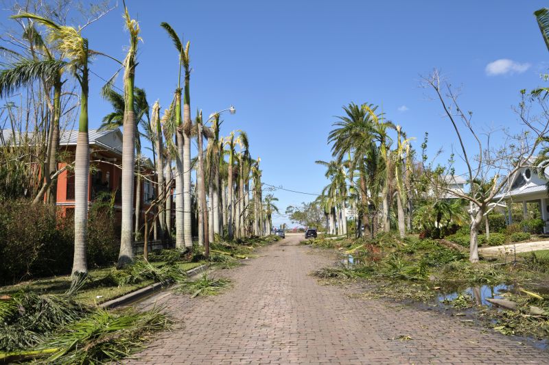 Storm Damage Tree