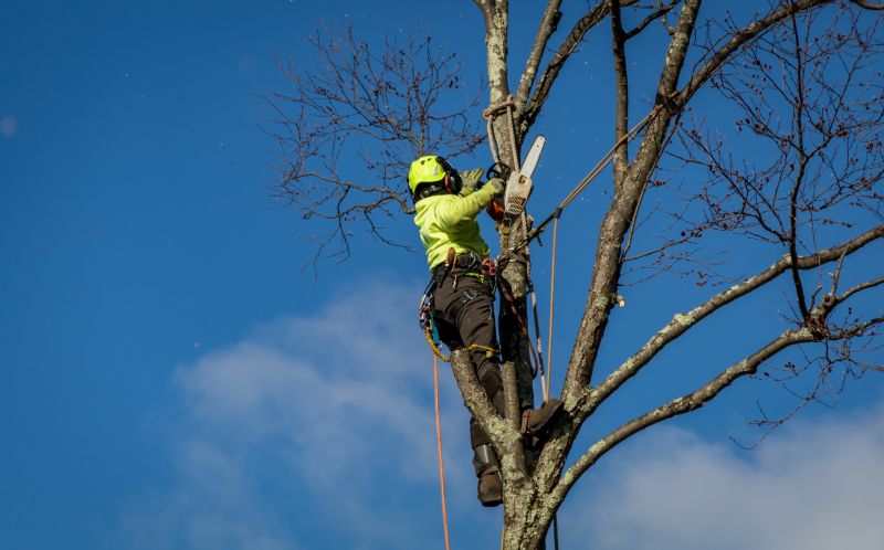 Tree Branch Removal Equipment