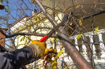 Summer Safety Pruning