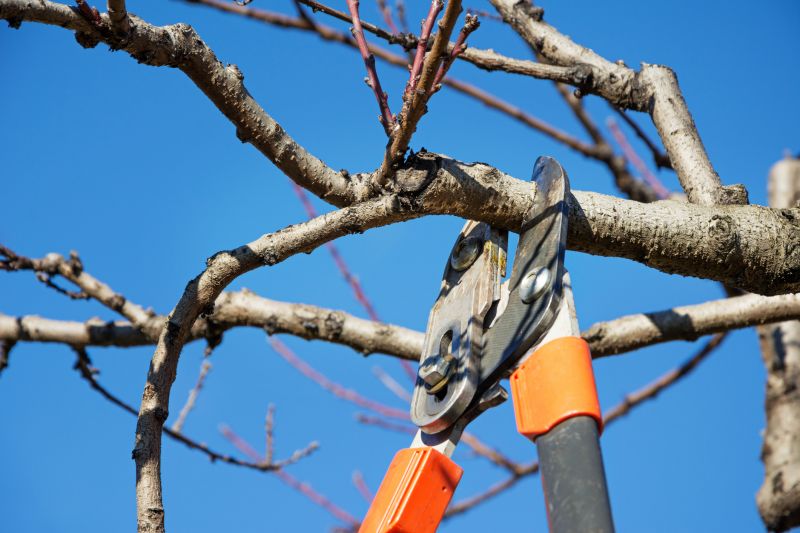 Fall Pruning Benefits