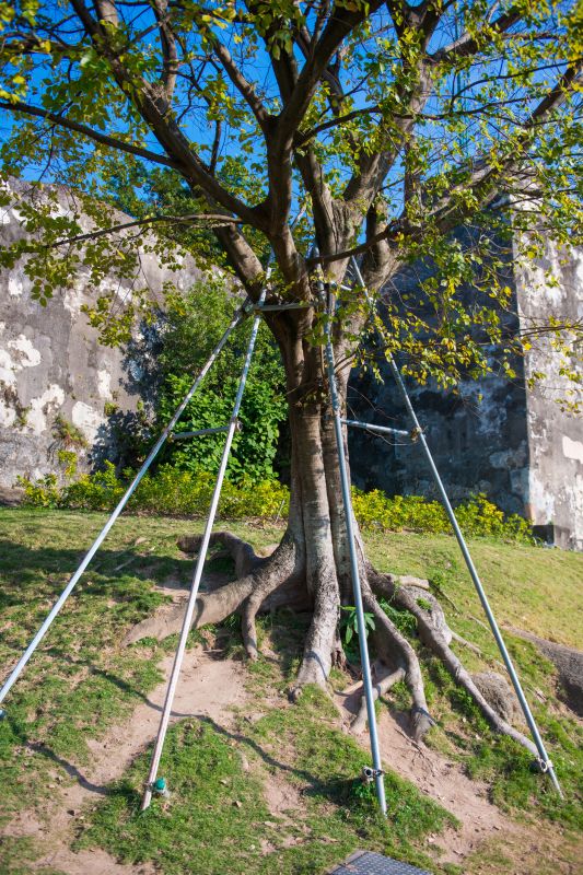 Healthy Tree Development