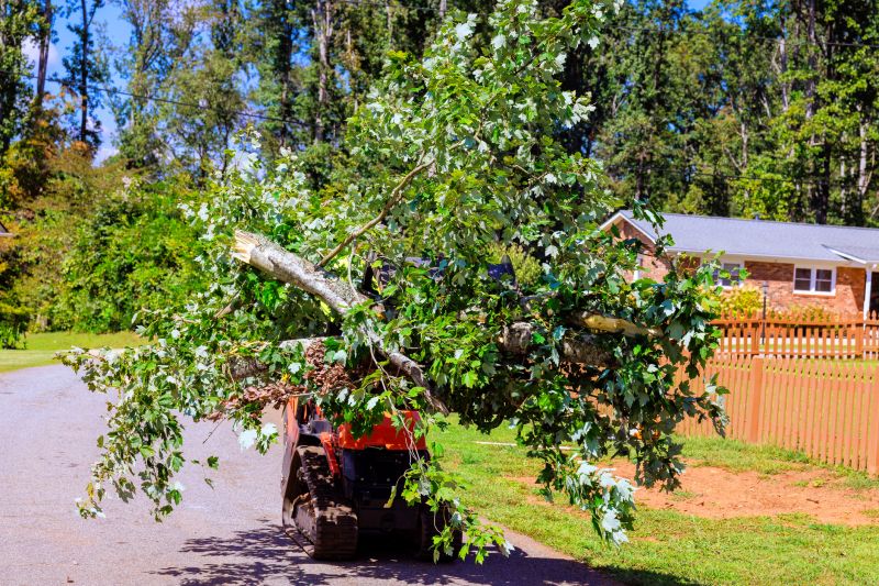 Tree Shaping Service