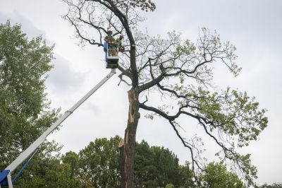 Emergency Tree Removal Teams